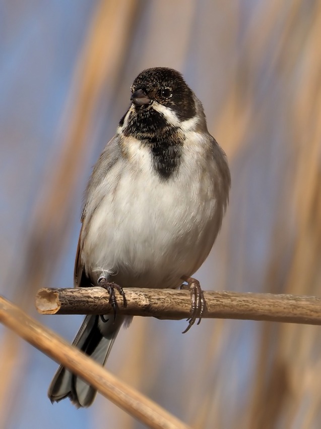 Migliarino di palude (Emberiza schoeniclus)